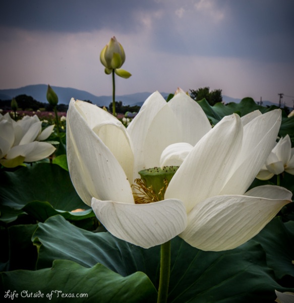 white lotus