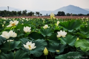 Lotus Ponds in Gyeongju, Korea